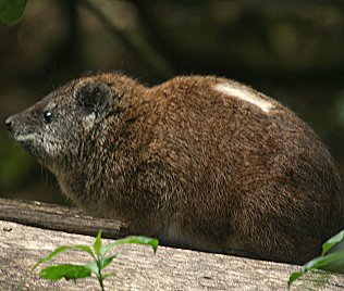 Baumschliefer, Dendrohyrax arboreus, Southern Tree Hyrax
